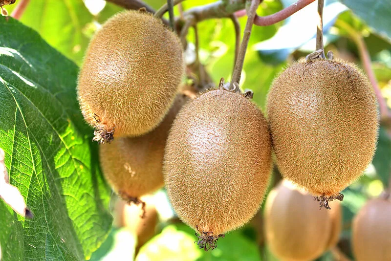 custard-and-fruits